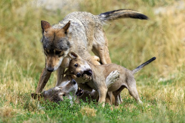 Wolf family with playing puppies in natural environment on grass, Timber wolf, wolf, American wolf, (Canis lupus lycaon), puppy, Germany