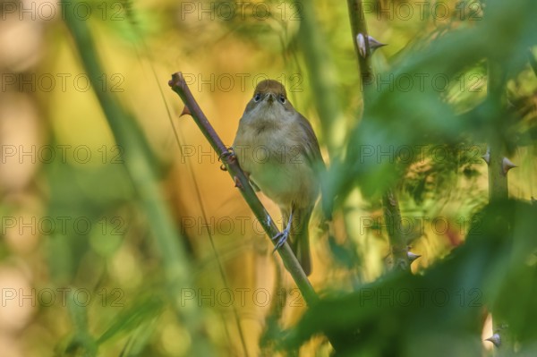 Blackcap (Sylvia atricapilla), female, sitting attentively on a branch in the natural environment, France