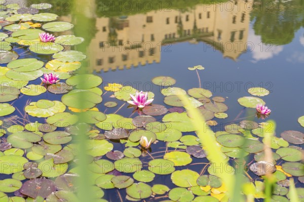 Reflection of a building in a pond with water lilies and blooming flowers, Botanical Garden, The Gardens of Trauttmansdorff Castle, Merano, South Tyrol, Italy