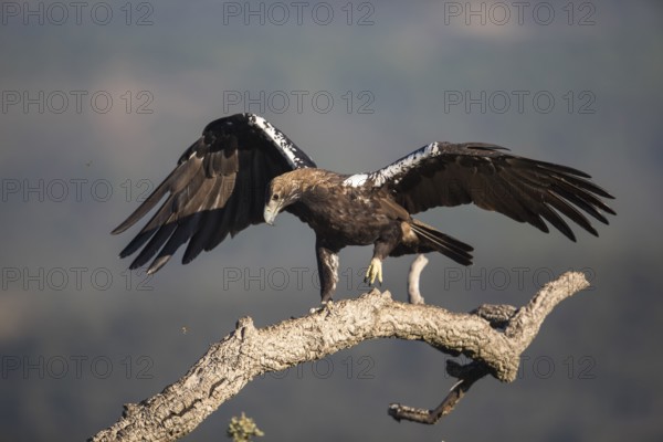 Iberian Eagle (Aquila adalberti), Spanish imperial eagle, Extremadura, Castilla La Mancha, Spain