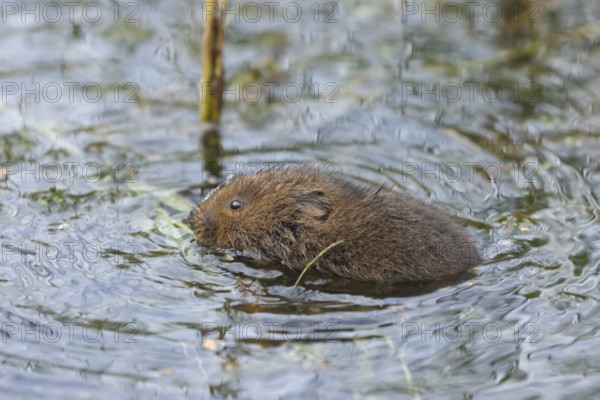 Water vole (Arvicola amphibius) adult rodent animal swimming in a pond in summer, Suffolk, England, United Kingdom