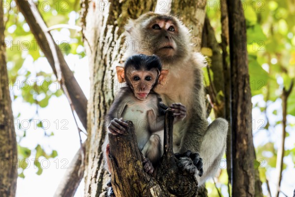 Monkeys on the beach, macaques, Ao Nang Beach, Ao Nang, Krabi, Thailand