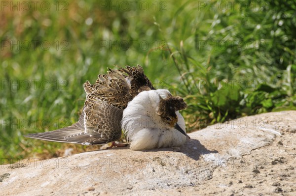 A bird resting on a sunny ground, its magnificent feathers unfurled, ruff (Calidris pugnax, syn.: Philomachus pugnax), courtship display, France