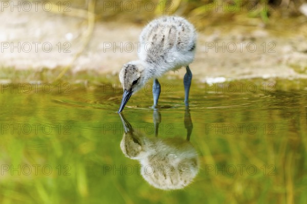 Young bird drinking water, its reflection recognisable underneath, Avocet, (Recurvirostra avosetta), France