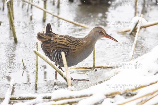 Water rail (Rallus aquaticus) Germany