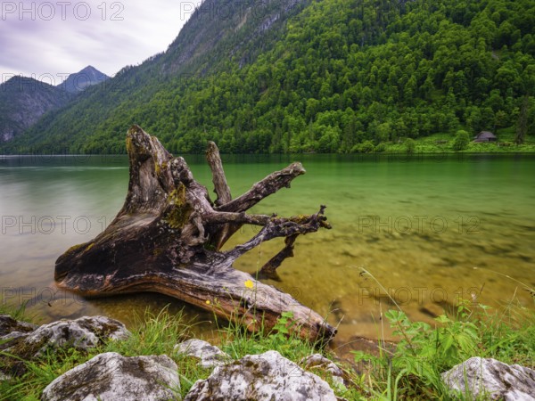 Old wooden root on the shore of the Königssee in the Berchtesgaden National Park, Schönau am Königssee, Berchtesgadener Land, Upper Bavaria, Bavaria, Germany