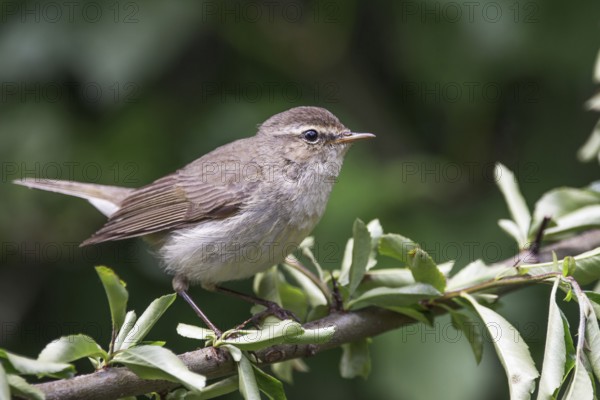 Chiffchaff (Phylloscopus collybita) sitting on a branch surrounded by green foliage, Baden-Württemberg, Germany