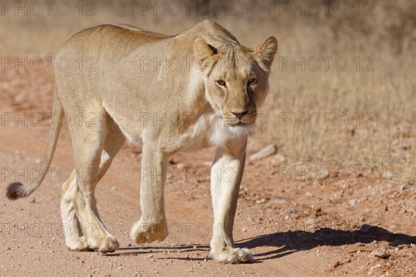 African lion (Panthera leo), lioness, adult female walking on a dirt road, animal portrait, Kgalagadi Transfrontier Park, Northern Cape, South Africa