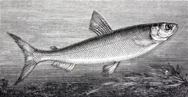 Lake Constance whitefish, Coregonus wartmanni, also known as bluefish, is a freshwater fish of the genus Coregonus, Historical, digitally enhanced reproduction of a 19th century model