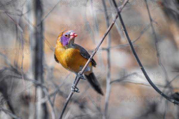 Garnet deer (Uraeginthus granatina), female, sitting on a dry branch, Kubu Island (Lekubu), Sowa Pan, Makgadikgadi salt pans, Botswana