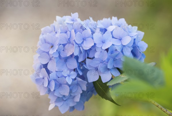 Delicate light blue flowering hydrangea in close-up with blurred, light background, green leaves, garden hydrangea (Hydrangea macrophylla), also garden hydrangea or farmer's hydrangea, hydrangea, hydrangea flowers, hydrangea blossom, hydrangea bush, hydrangea plant in a garden, summer, bright, soft light, freshly blossomed, Mecklenburg Lake District, Mecklenburg-Vorpommern, Germany