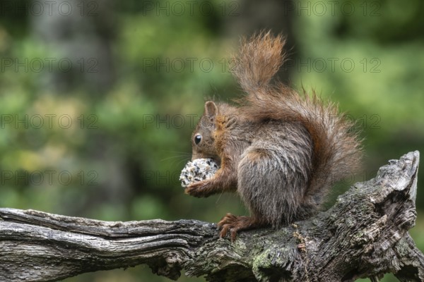 Squirrel (Sciurus vulgaris) with tit dumpling, Emsland, Lower Saxony, Germany