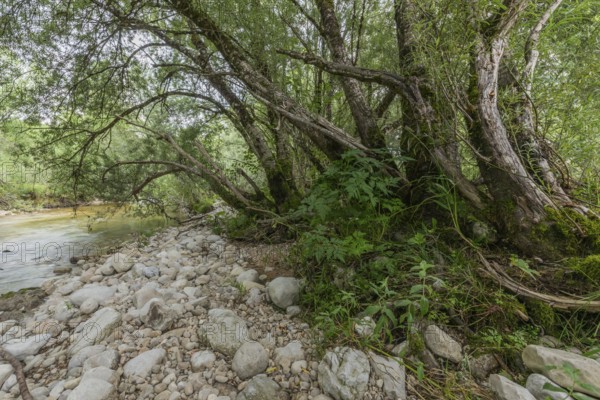 A tranquil river landscape with a rocky shore overgrown with dense greenery. The scenery captures the peaceful essence of nature with clear waters and resilient trees. Jura, France