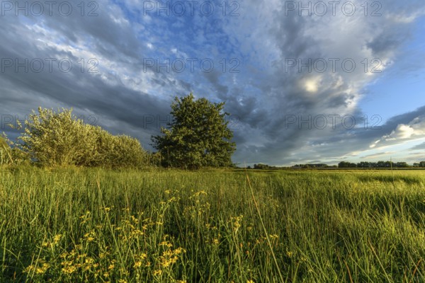 A lush field of bright yellow wildflowers stretches across the landscape. Tall grasses sway gently in the breeze beneath an evening sky filled with contrasting clouds and soft sunlight. Bas rhin, Alsace, Grand Est, France