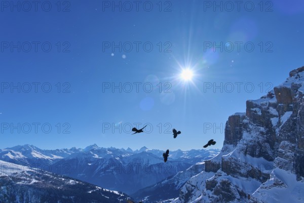 Alpine choughs (Pyrrhocorax graculus), several birds flying in front of a sunny mountain panorama, Gemmi Pass, Leukerbad, Leuk, Valais, Switzerland