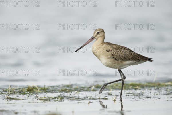 Black-tailed Godwit (Limosa limosa melanuroides) juvenile foraging at shoreline, Dornod-Aimag, Mongolia