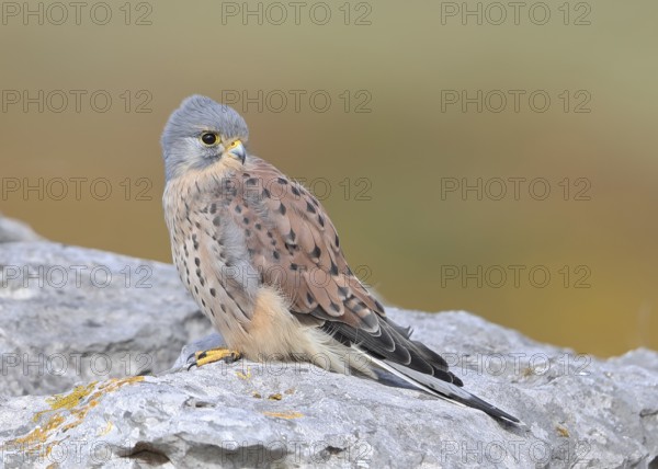 Common Kestrel (Falco tinnunculus) male perched on a rock, Wales, United Kingdom