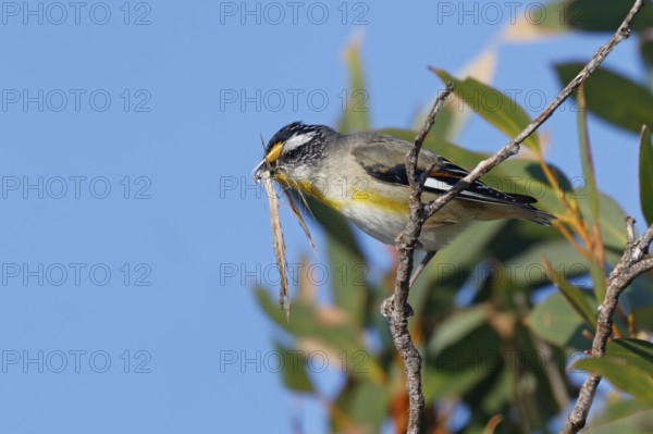 Striated Pardalote (Pardalotus striatus) perched on a branch with nesting material in beak, South Australia, Australia
