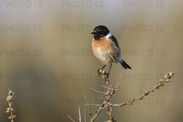 Auf dem Sanddorn sitzend... Schwarzkehlchen *Saxicola torquata*, Männchen im Prachtkleid, spätes Abendlicht