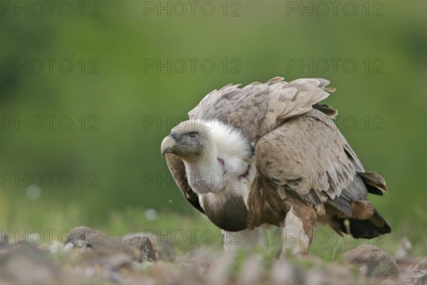 Griffon Vulture (Gyps fulvus), Rhodopen, Bulgaria