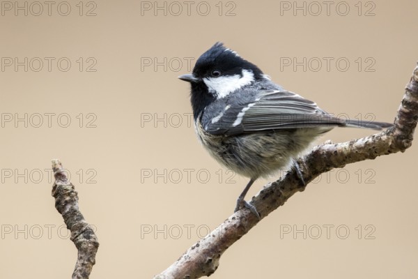 Coal Tit (Periparus ater) perched on a branch, Bialowieza National Park, Poland