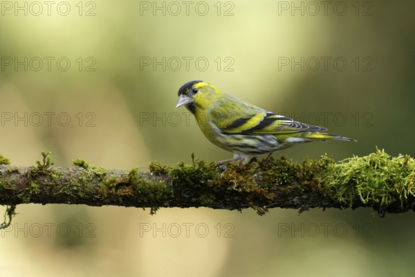 Sijs, Siskin, carduelis spinus