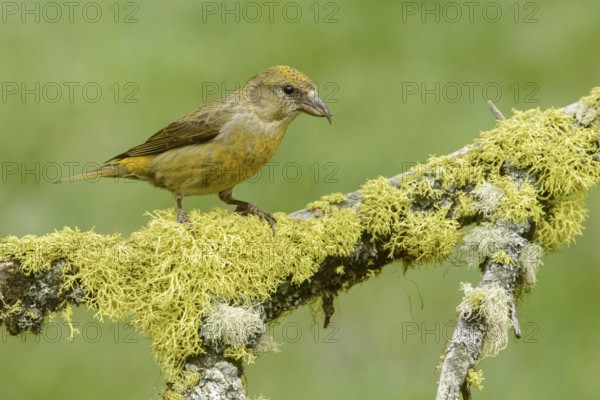 Red Crossbill (Loxia curvirostra) female, British Columbia, Canada