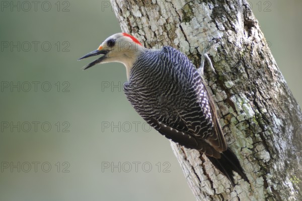 Golden-fronted Woodpecker (Melanerpes aurifrons) female calling, Guatemala