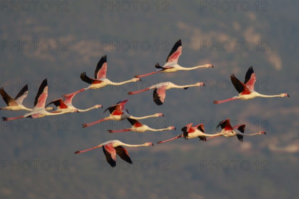 Greater Flamingo (Phoenicopterus roseus) group flying, Greece