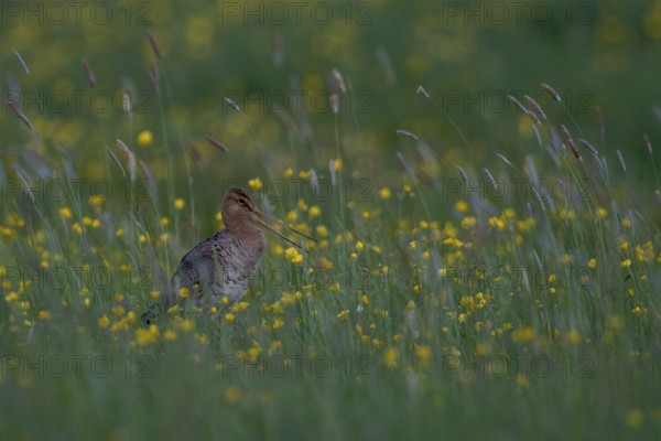 Black-tailed Godwit (Limosa limosa) calling on grassland with flowering meadow buttercup (Ranunculus acris), Schleswig-Holstein, Germany