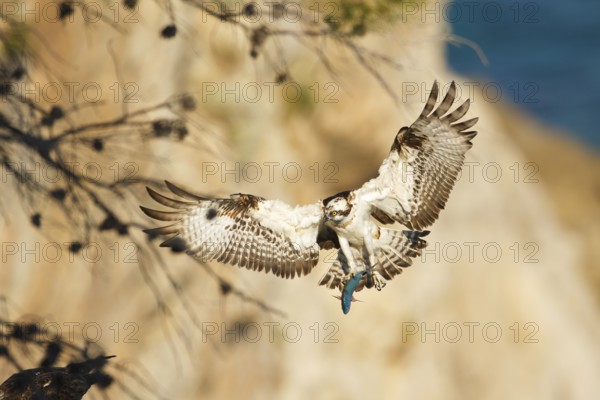 Western Osprey (Pandion haliaetus) flying with fish prey in its claws, Mallorca, Spain