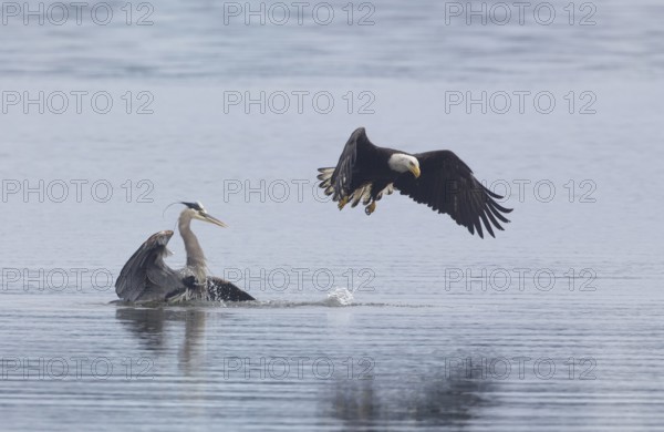 Bald Eagle (Haliaeetus leucocephalus) attacks Great Blue Heron (Ardea herodias) to steal fish prey, Washington, USA