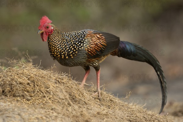 Grey Junglefowl (Gallus sonneratii) male, Kerala, India