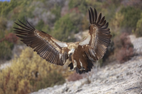 Griffon Vulture (Gyps fulvus) flying, Spain