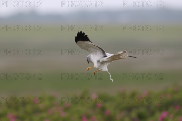 Kornweihe; lat. Circus cyaneus; adultes Männchen im Flug; schmelzend; über Dünenfuß mit blühenden Rosen; Ostaußengroden; der Ostfriesischen Insel Wangerooge; Nordsee