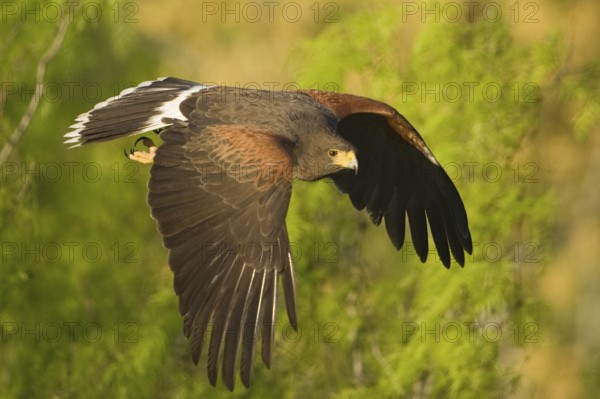 Harris's Hawk (Parabuteo unicinctus) flying, Texas, USA