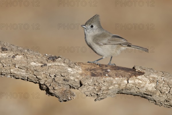 Oak Titmouse (Baeolophus inornatus) perched on a branch, California, USA