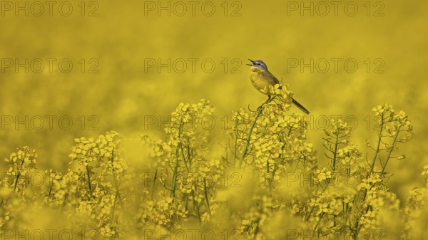 Western Yellow Wagtail (Motacilla flava) singing in a rape field, Saxony-Anhalt, Germany