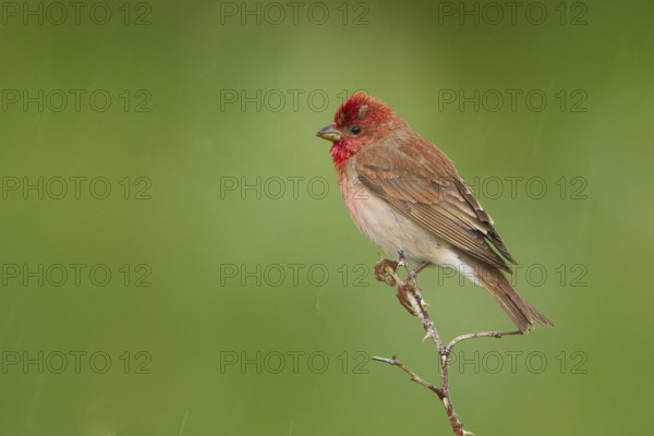Common Rosefinch (Carpodacus erythrinus) male, Armenia