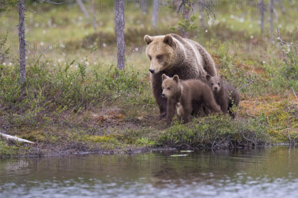 Eurasian Brown Bear (Ursus arctos) mother with cubs walking at lake shore, Finland
