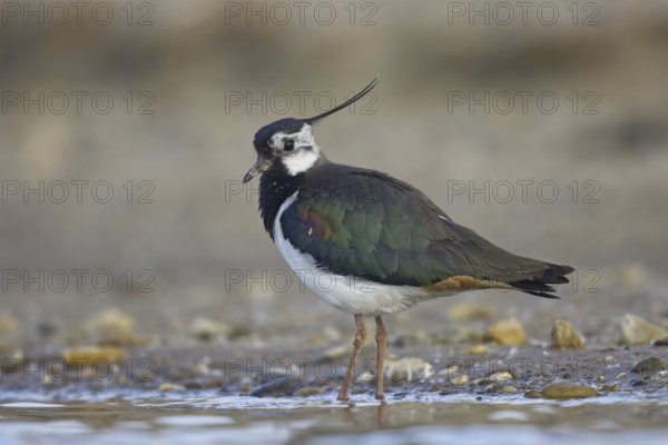 Northern Lapwing (Vanellus vanellus) male, North Rhine-Westphalia, Germany