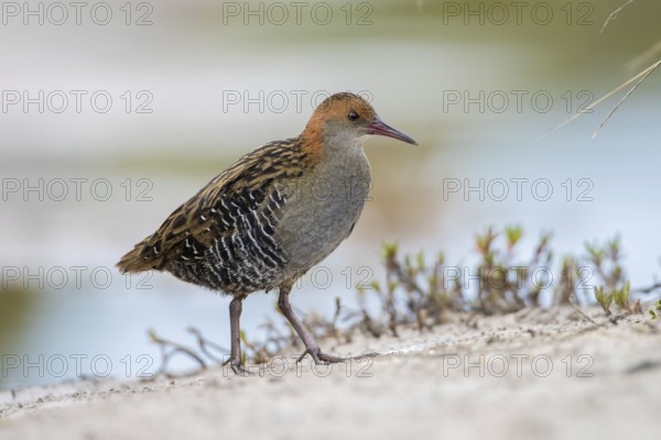 Lewin's Rail (Lewinia pectoralis) male, Victoria, Australia
