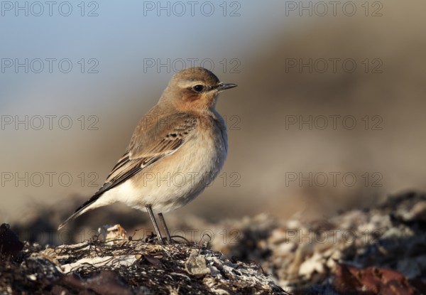 Northern Wheatear (Oenanthe oenanthe) female, Schleswig-Holstein, Germany