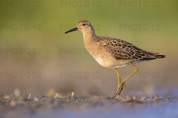 Ruff (Calidris pugnax) female, Poland