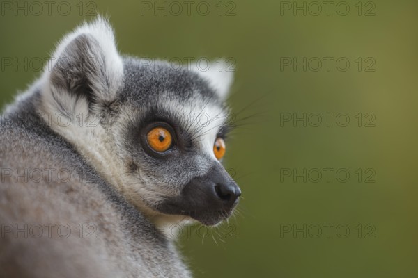 Katta, Lemur catta Ring-tailed Lemur, Lemur catta