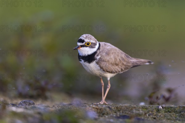 Little Ringed Plover (Charadrius dubius), North Rhine-Westphalia, Germany