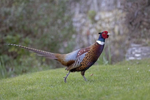 Common Pheasant (Phasianus colchicus) male, Wales, United Kingdom