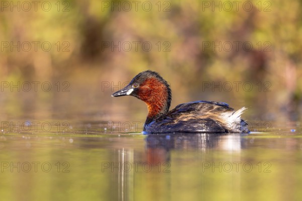 Little Grebe (Tachybaptus ruficollis), North Rhine-Westphalia, Germany