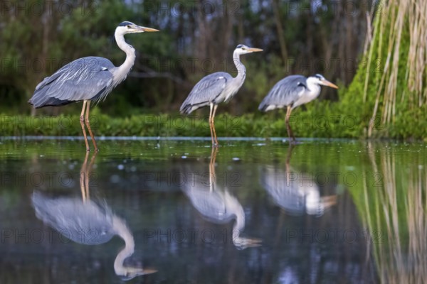 Grey Heron (Ardea cinerea) group, Kiskunsag National Park, Hungary
