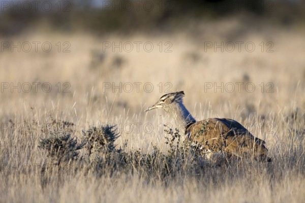 Kori Bustard (Ardeotis kori), Etosha, Namibia